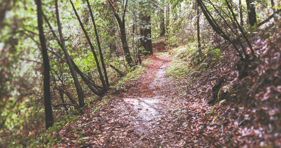 Top 9 Hiking Trails to Explore in Santa Cruz