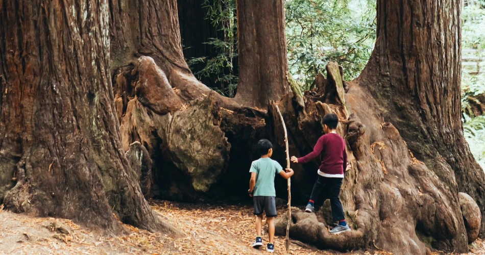 Top 9 Hiking Trails to Explore in Santa Cruz