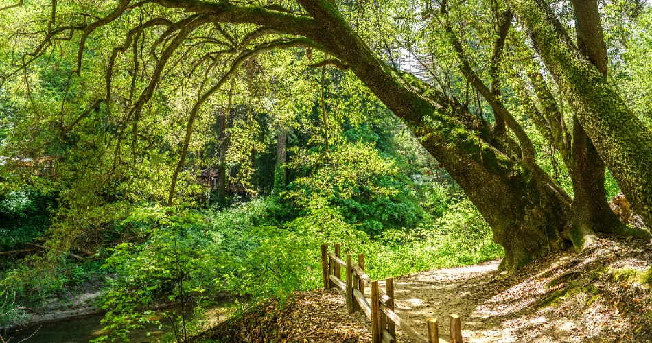 Top 9 Hiking Trails to Explore in Santa Cruz